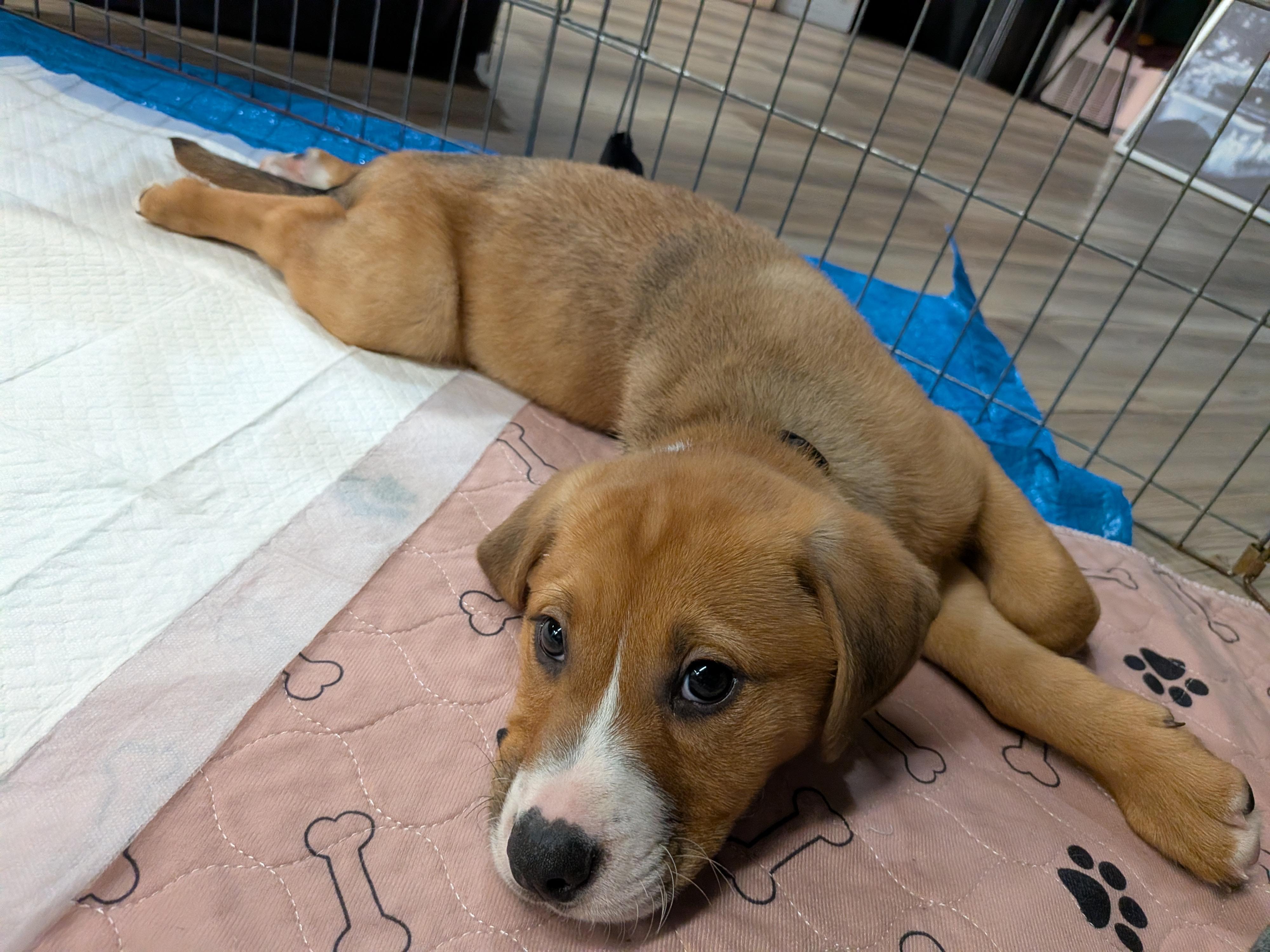 Enlarge Bruno, a ADOPTABLE mixed breed in Saskatoon, SK image 2/5