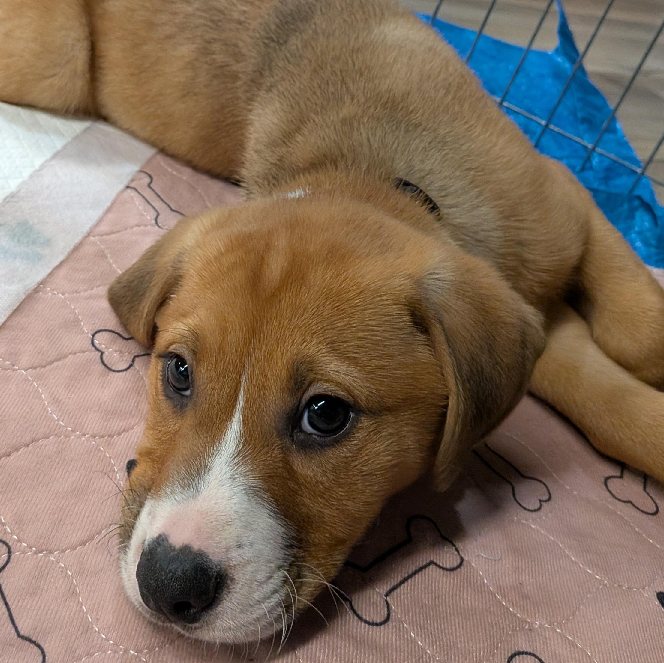 Bruno, a ADOPTABLE mixed breed in Saskatoon, SK image 2/6