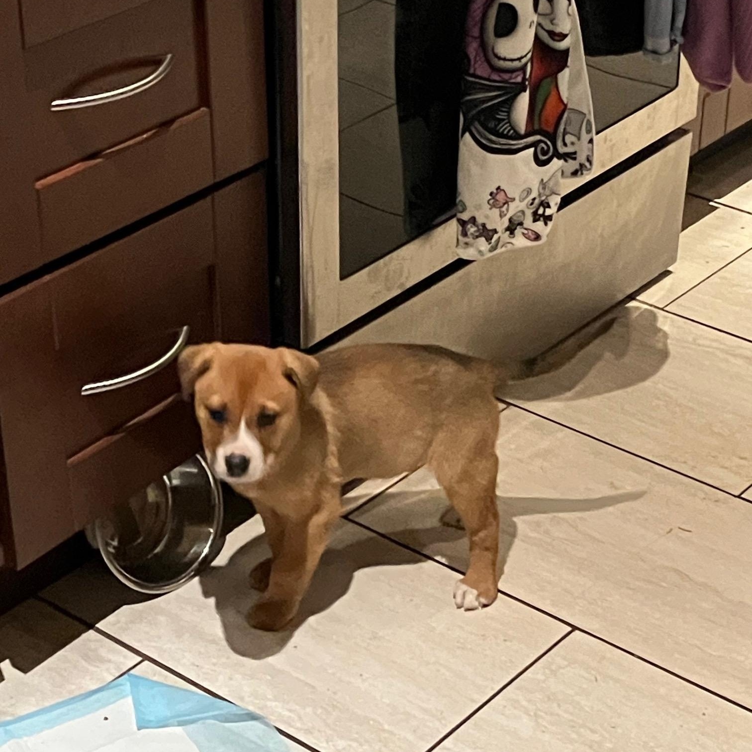 Enlarge Bruno, a ADOPTABLE mixed breed in Saskatoon, SK image 3/5