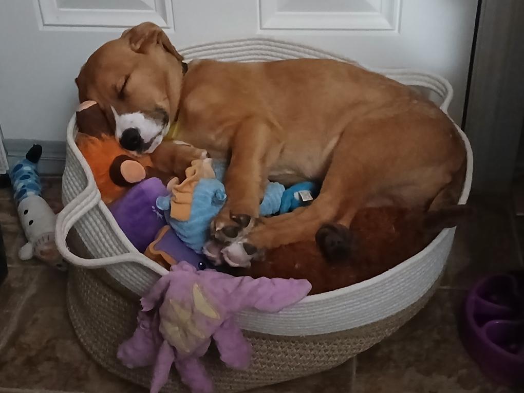 Bruno, a ADOPTABLE mixed breed in Saskatoon, SK image 4/6