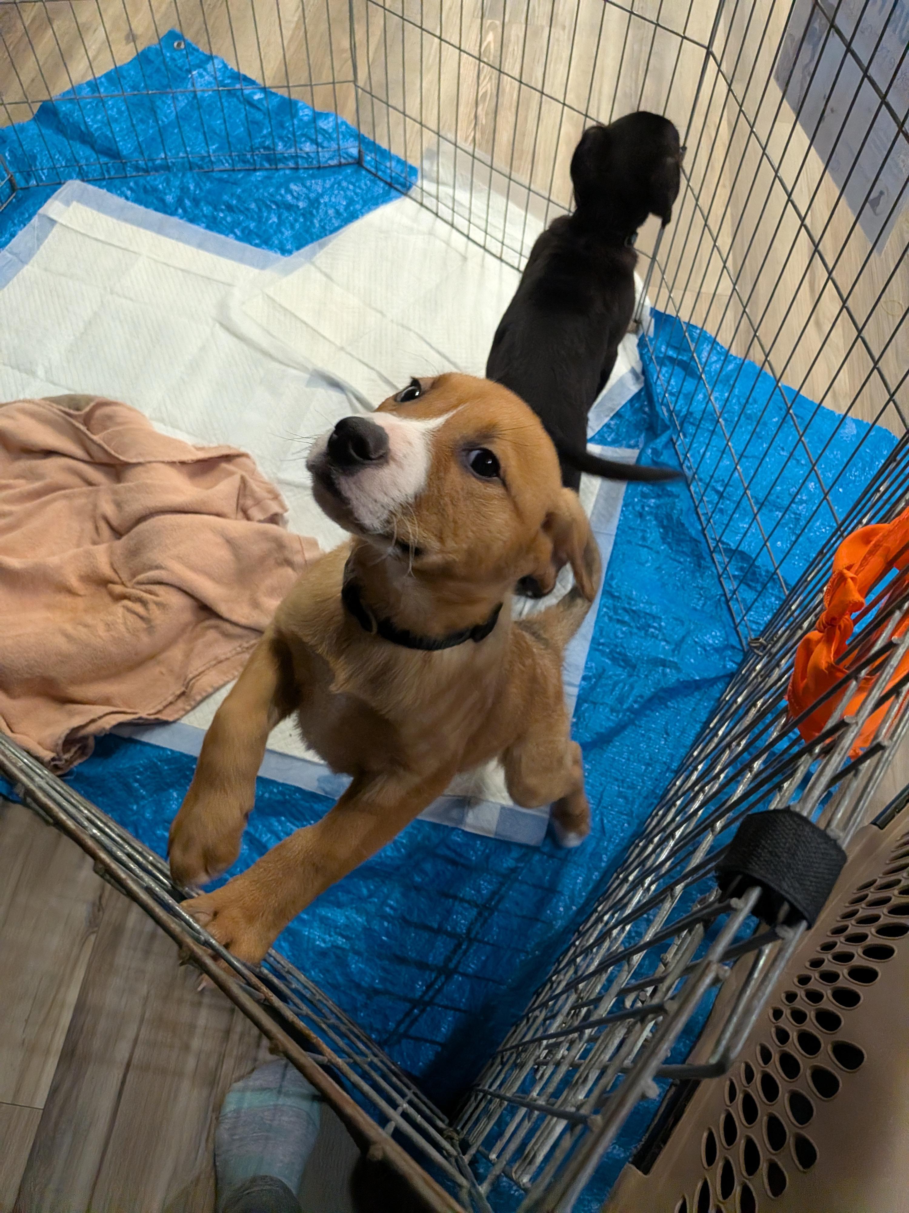 Enlarge Bruno, a ADOPTABLE mixed breed in Saskatoon, SK image 4/5