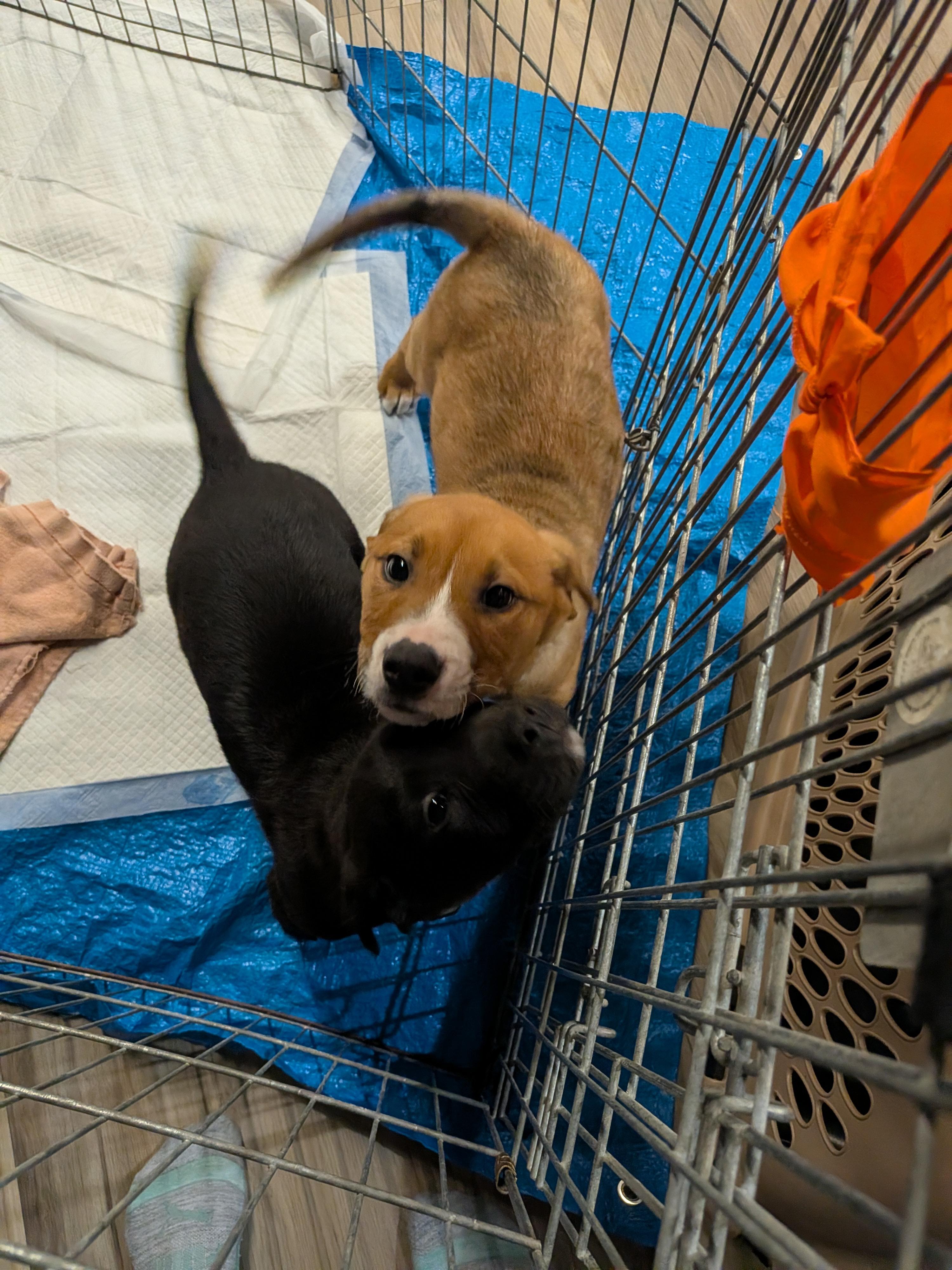 Enlarge Bruno, a ADOPTABLE mixed breed in Saskatoon, SK image 5/5