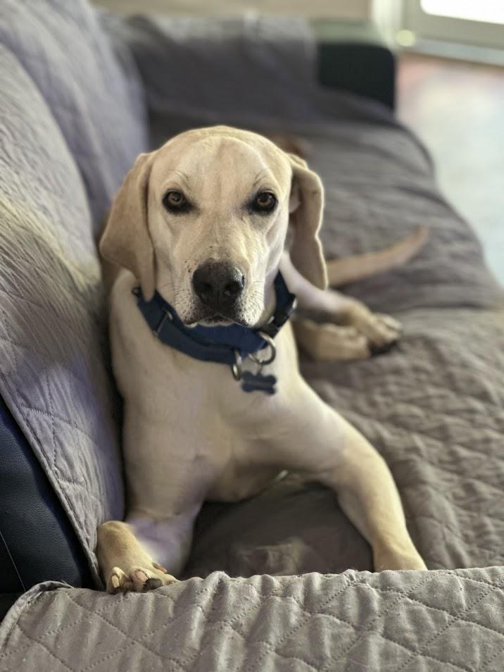Stetson, Adoptable, Young Male Labrador Retriever & Weimaraner.
