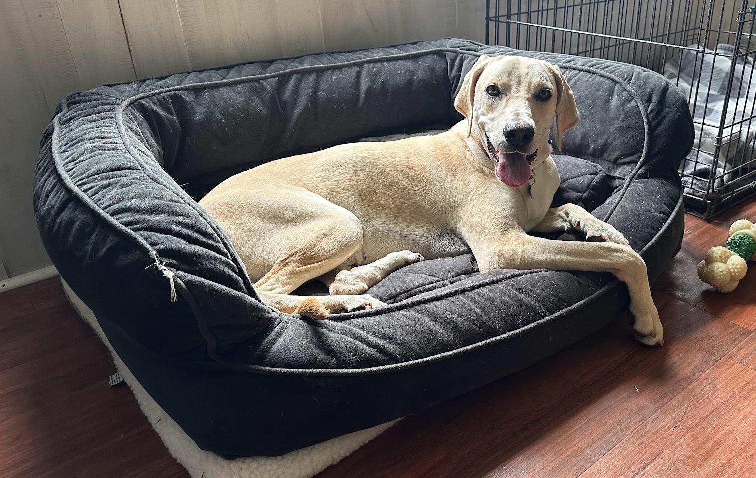 Enlarge Stetson, a Adoptable mixed breed in Prince Frederick, MD image 2/6