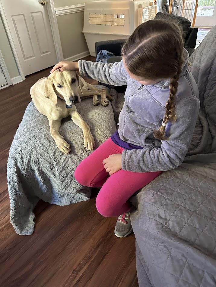 Enlarge Stetson, a Adoptable mixed breed in Prince Frederick, MD image 3/6