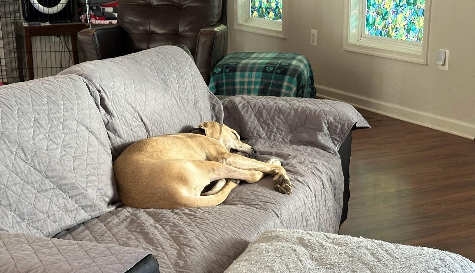 Enlarge Stetson, a Adoptable mixed breed in Prince Frederick, MD image 4/6