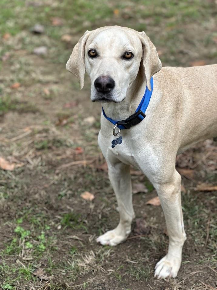 Enlarge Stetson, a Adoptable mixed breed in Prince Frederick, MD image 5/6