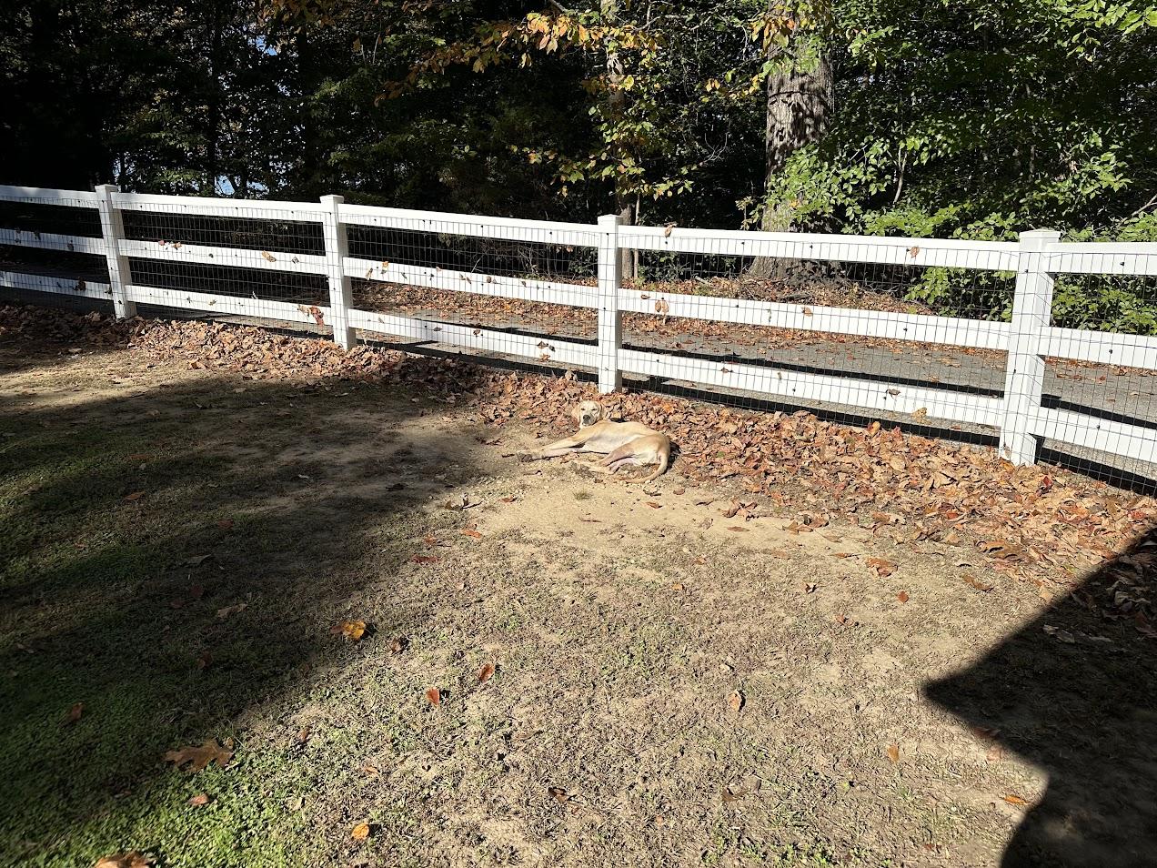 Enlarge Stetson, a Adoptable mixed breed in Prince Frederick, MD image 6/6