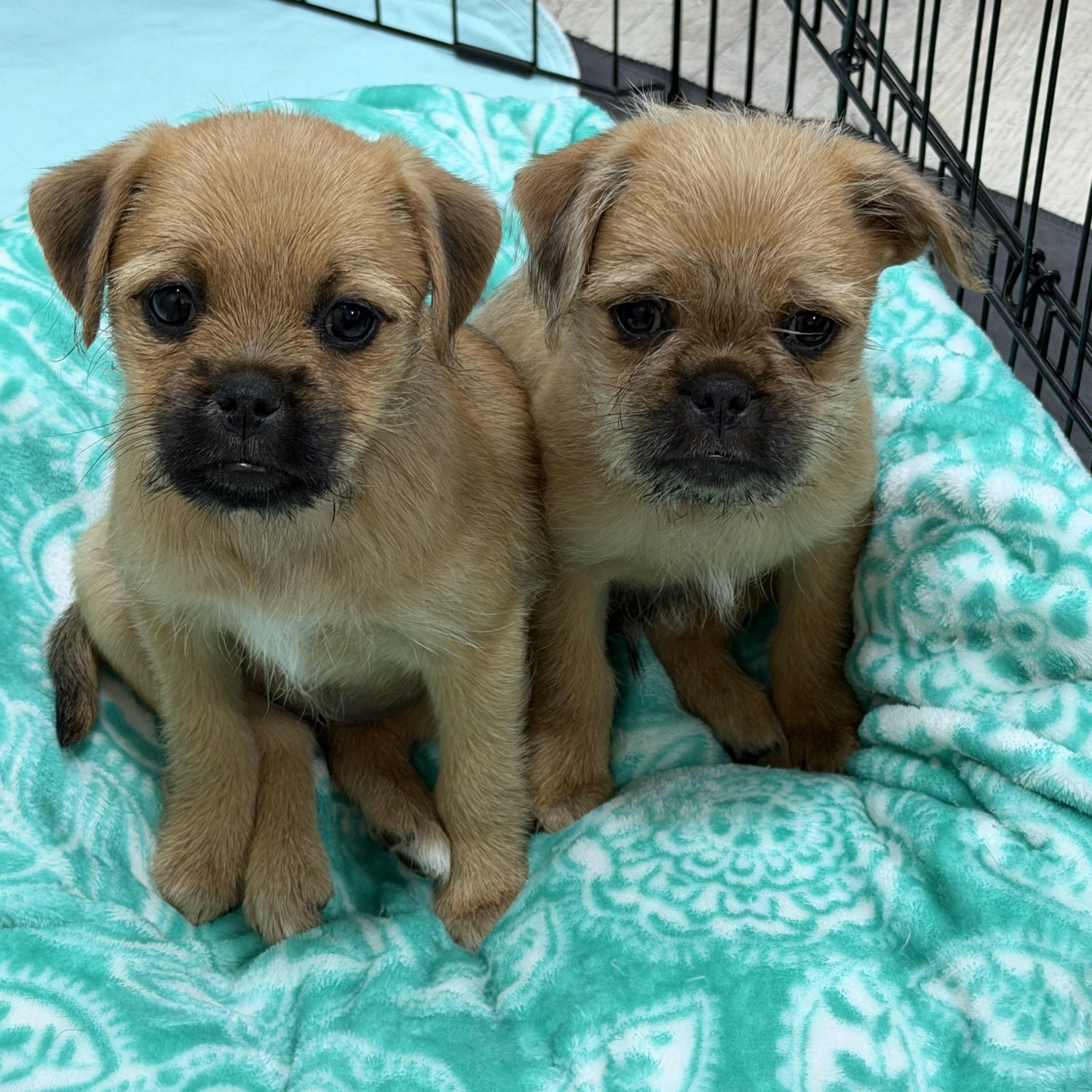 Enlarge Pringle, a Adoptable mixed breed in Hamilton , NJ image 1/1