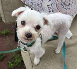 Simon, adopted, Senior Male Maltese.