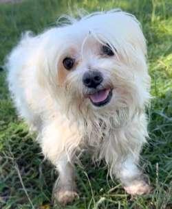 Simon, an adopted Maltese in Sudbury, MA image 2/3