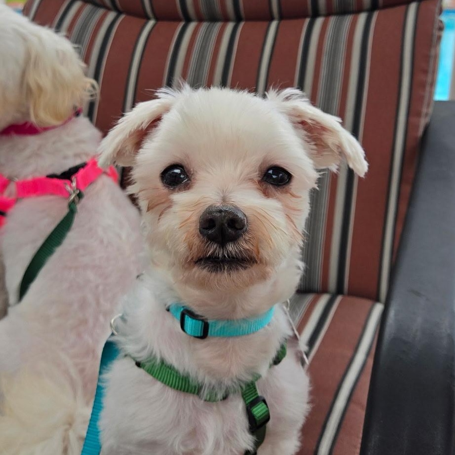 Simon, an adopted Maltese in Sudbury, MA image 3/3