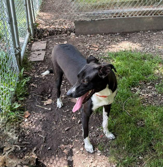 Socks, a ADOPTABLE mixed breed in Chardon, OH image 2/3
