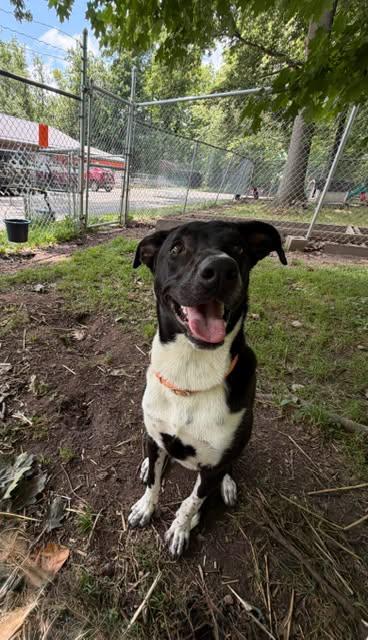 Socks, a ADOPTABLE mixed breed in Chardon, OH image 3/3