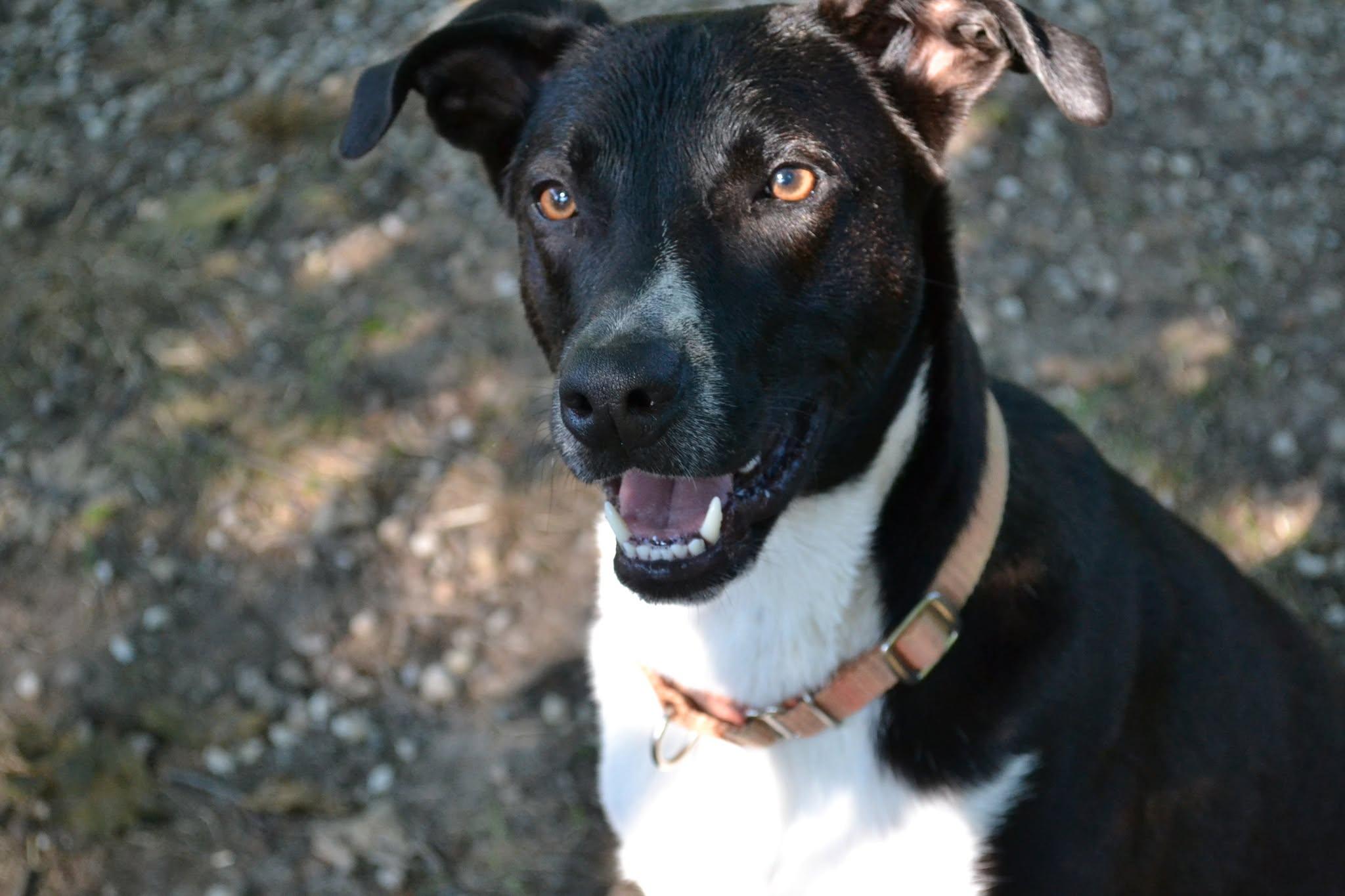 Solice, ADOPTABLE, Young Female Black Labrador Retriever.