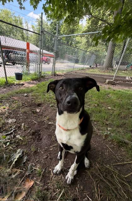 Socks, ADOPTABLE, Young Female Black Labrador Retriever.