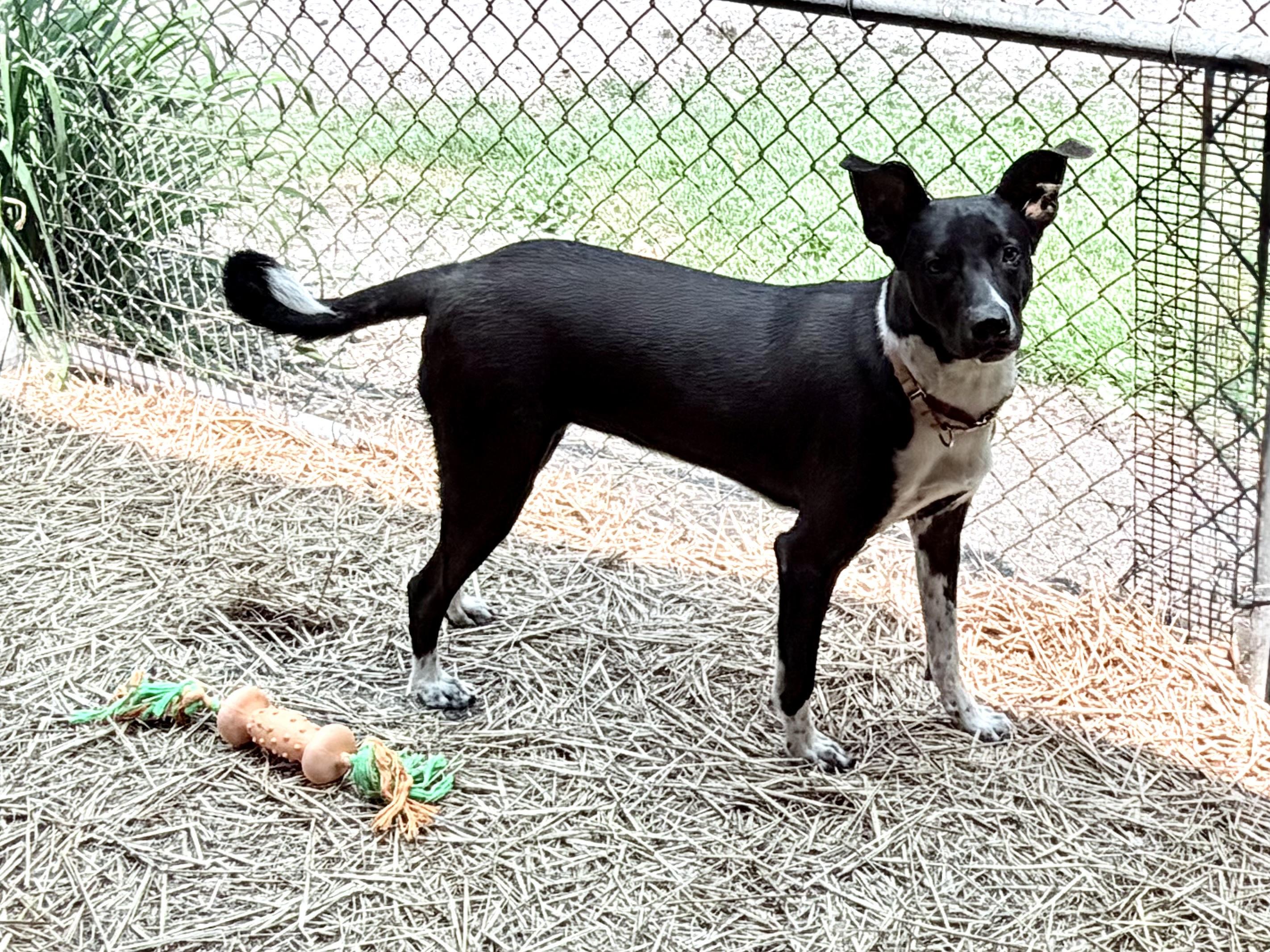 Solice, a ADOPTABLE mixed breed in Chardon, OH image 3/6