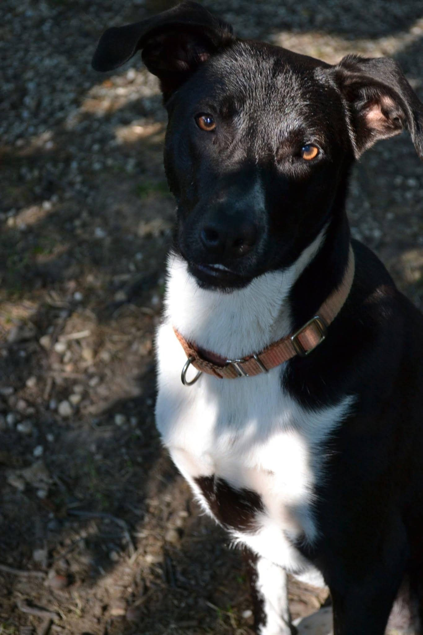 Solice, a ADOPTABLE mixed breed in Chardon, OH image 6/6