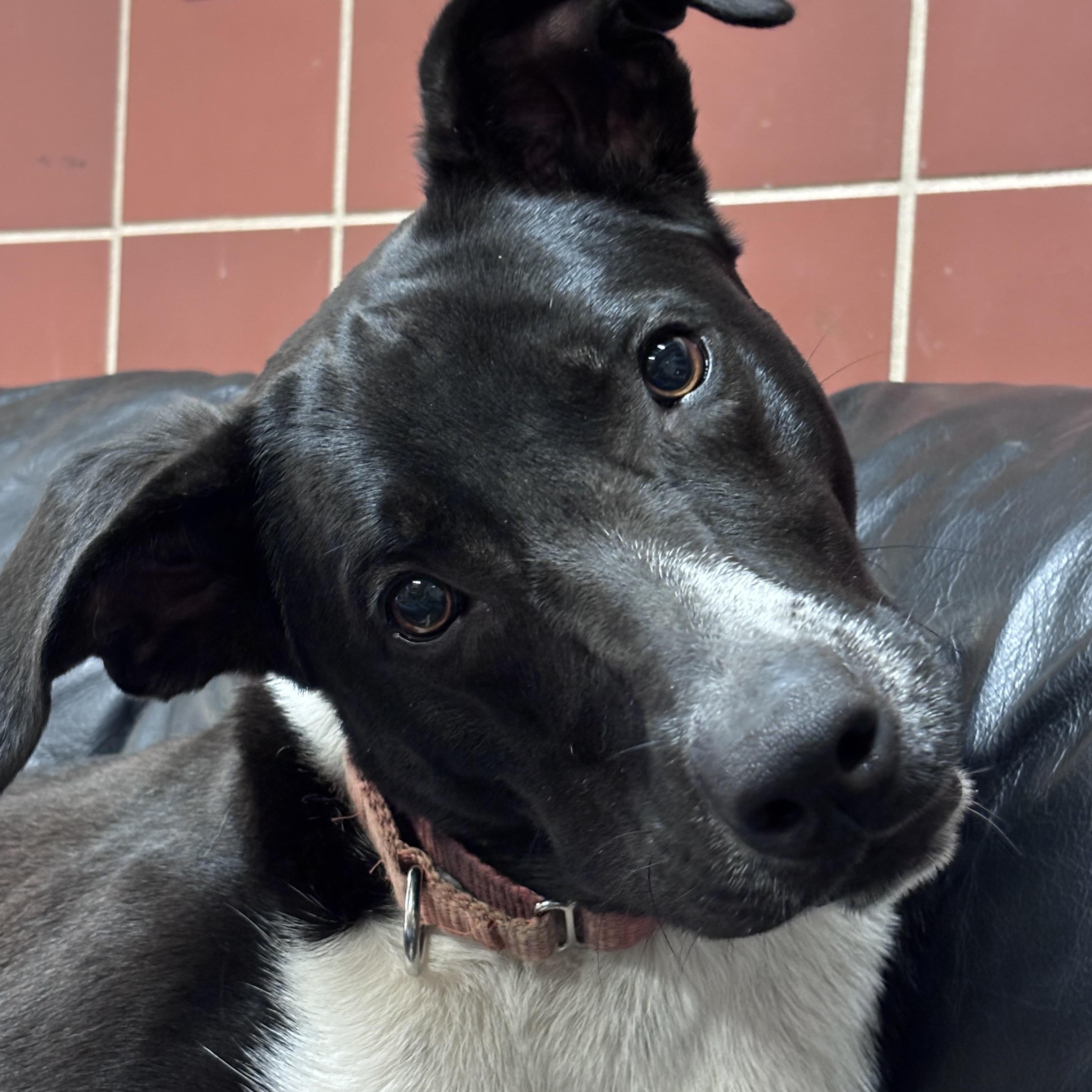 Solice, a ADOPTABLE mixed breed in Chardon, OH image 4/6