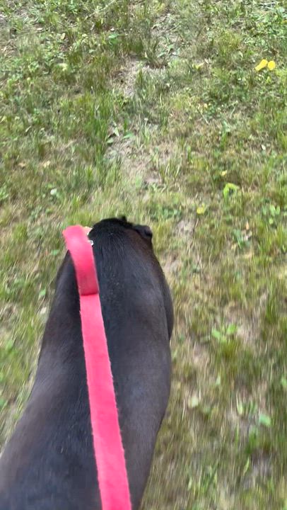 Enlarge Solice, a ADOPTABLE mixed breed in Chardon, OH video 5/6