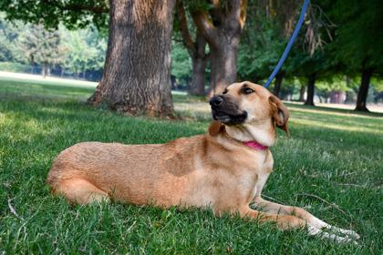 Shyla, Adoptable, Adult Female Doberman Pinscher & German Shepherd Dog.