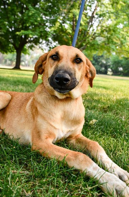 Shyla, a Adoptable mixed breed in Yakima, WA image 2/3