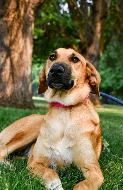 Shyla, a Adoptable mixed breed in Yakima, WA image 3/3