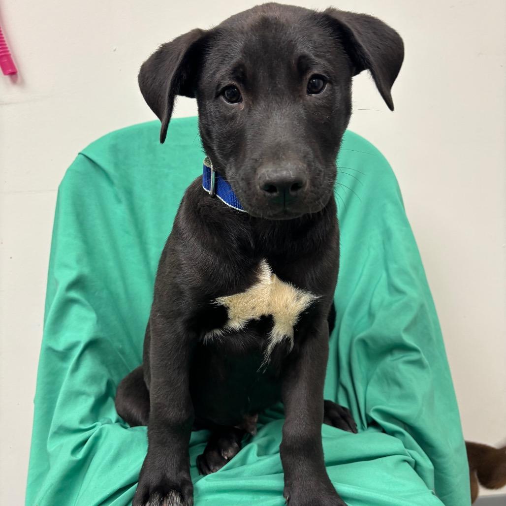 Tuscaloosa, ADOPTABLE, Puppy Male Mixed Breed.