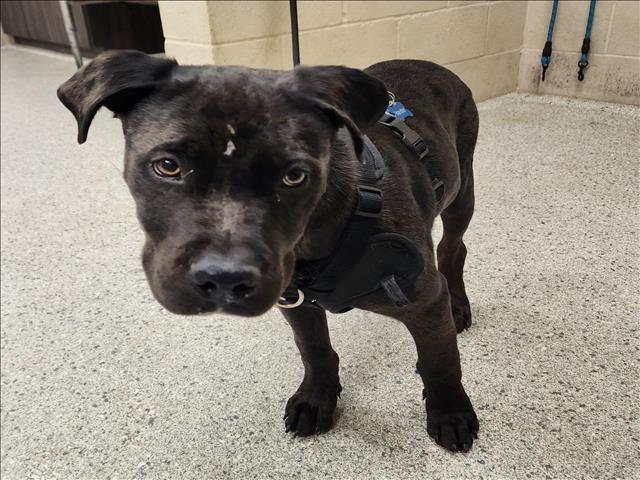 Enlarge DUKE, a Adoptable mixed breed in Conroe, TX image 1/1