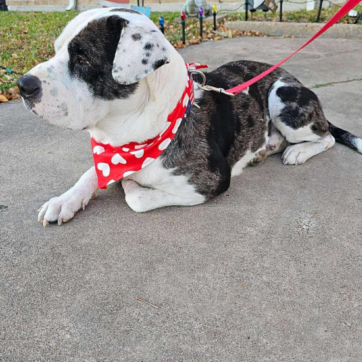 Enlarge Macho, a Adoptable mixed breed in St. Albans, VT image 2/6
