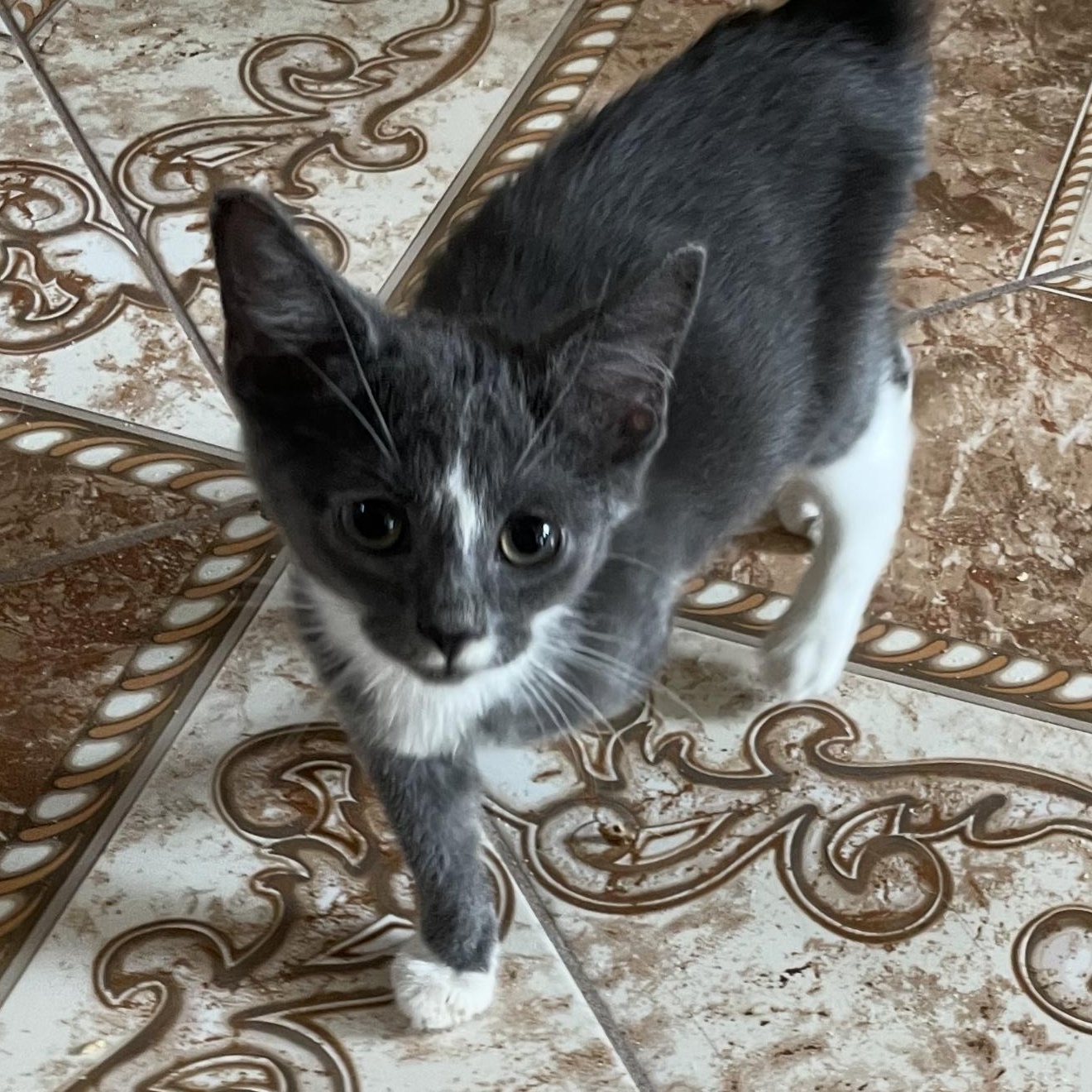 Enlarge Baby Face Barry, a Adoptable Domestic Short Hair in Las Vegas, NV image 1/1