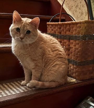 Enlarge Joey, an adopted Domestic Short Hair in Minneapolis, MN image 1/5