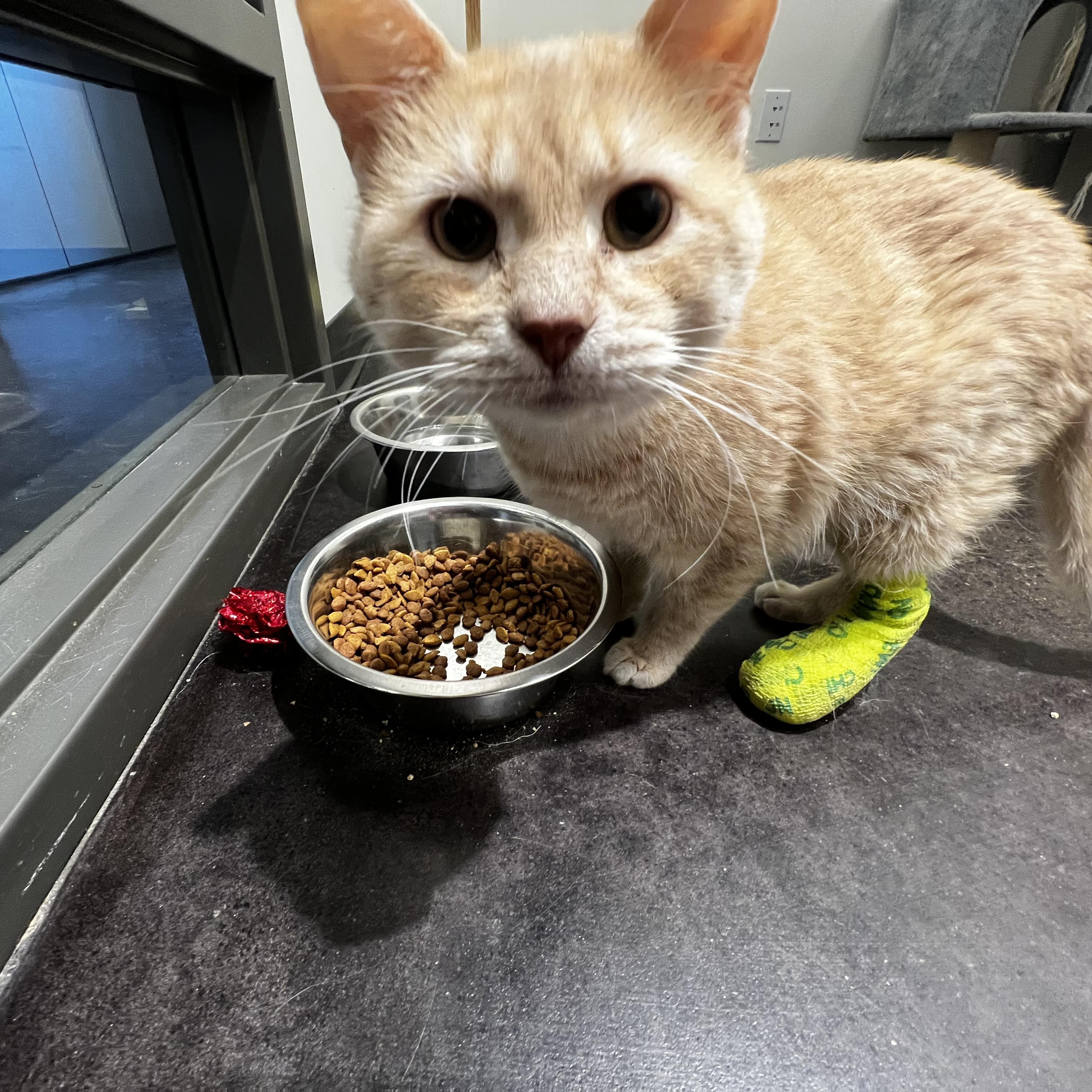 Enlarge Joey, an adopted Domestic Short Hair in Minneapolis, MN image 2/5