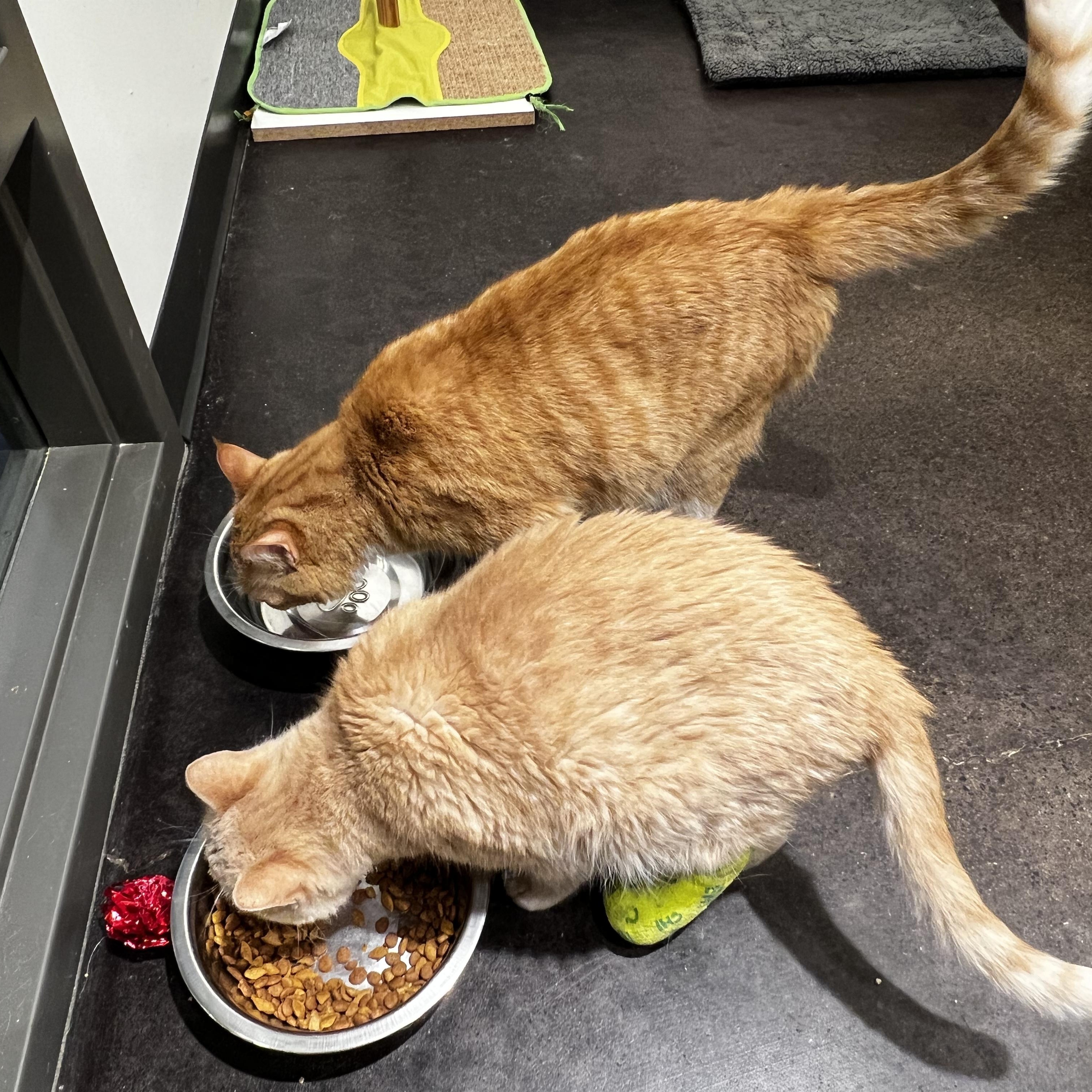 Enlarge Joey, an adopted Domestic Short Hair in Minneapolis, MN image 3/5