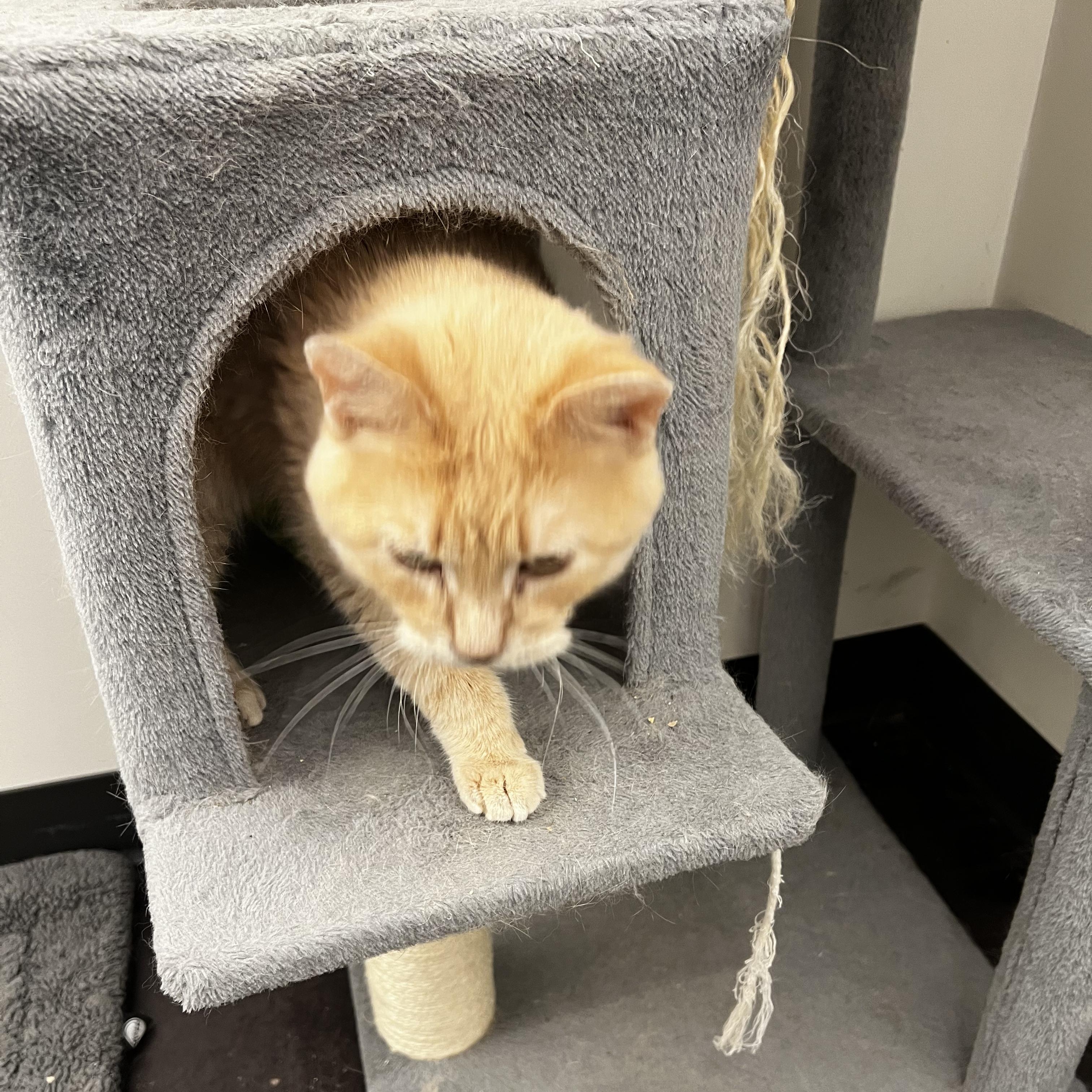Enlarge Joey, an adopted Domestic Short Hair in Minneapolis, MN image 4/5