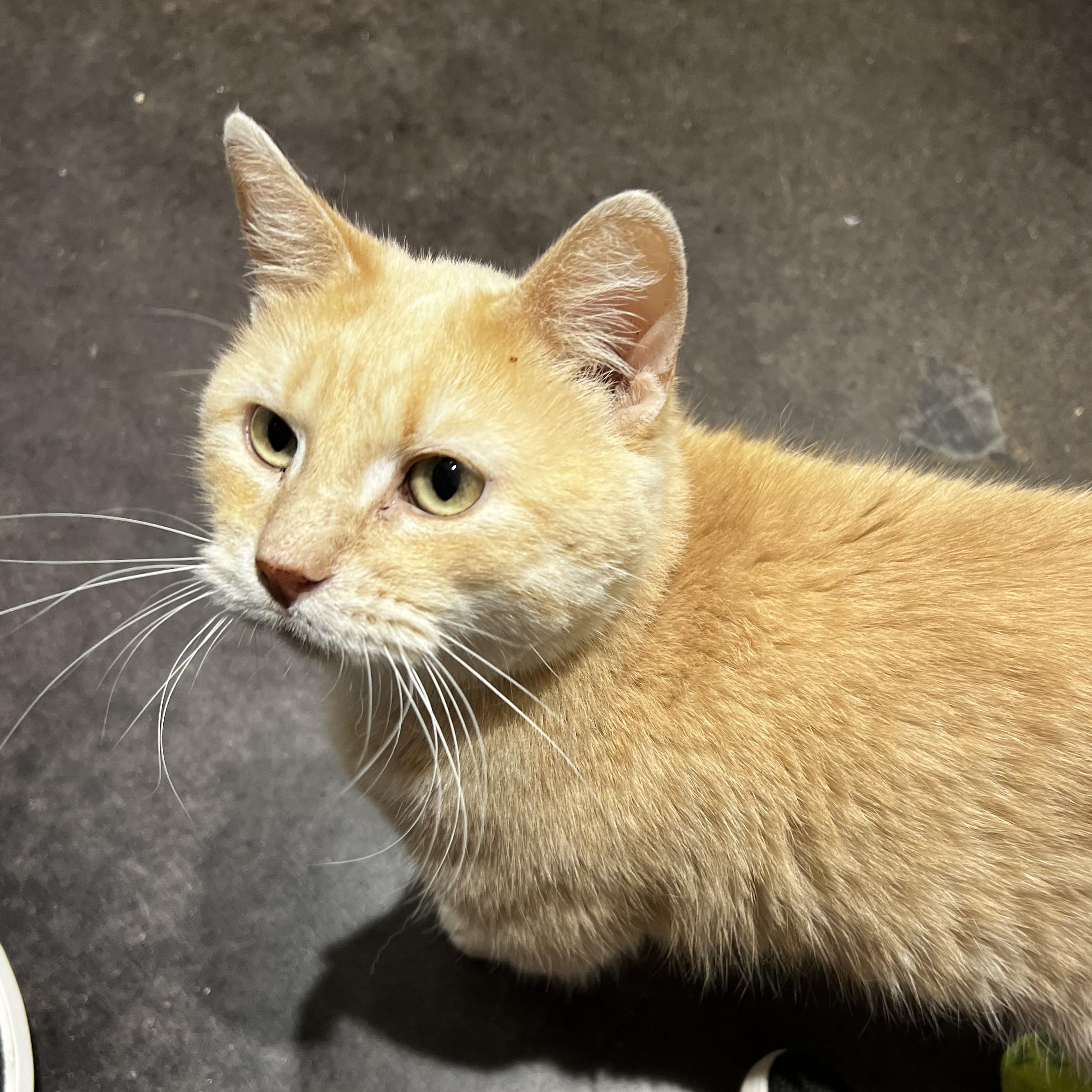 Enlarge Joey, an adopted Domestic Short Hair in Minneapolis, MN image 5/5