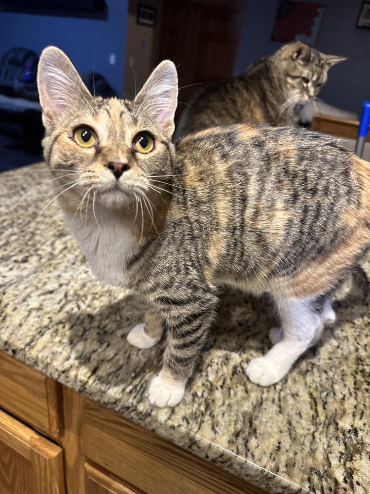 Enlarge Tansy, a Adoptable Domestic Short Hair in Albany, WI image 1/3