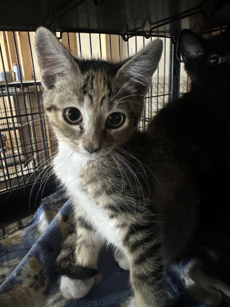 Enlarge Tansy, a Adoptable Domestic Short Hair in Albany, WI image 3/3