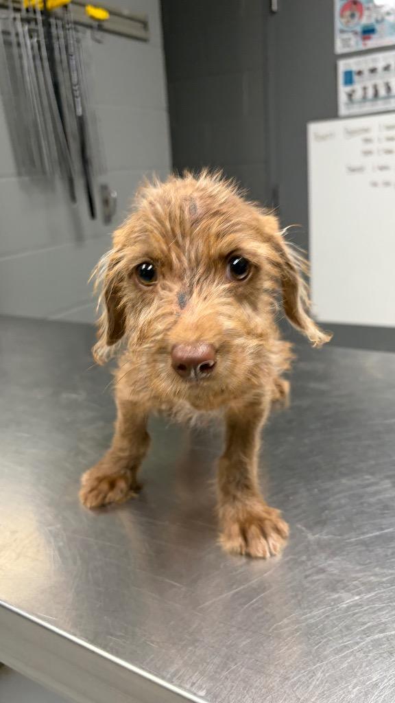 Claire, Adoptable, Puppy Female Terrier.