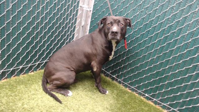 DEN, Adoptable, Adult Male American Bulldog.