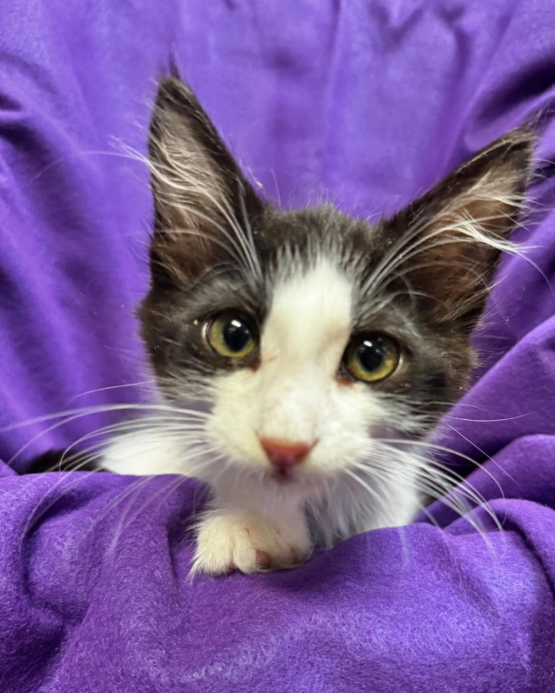 Bandit, a Adoptable Domestic Long Hair in Riverside, CA image 2/5