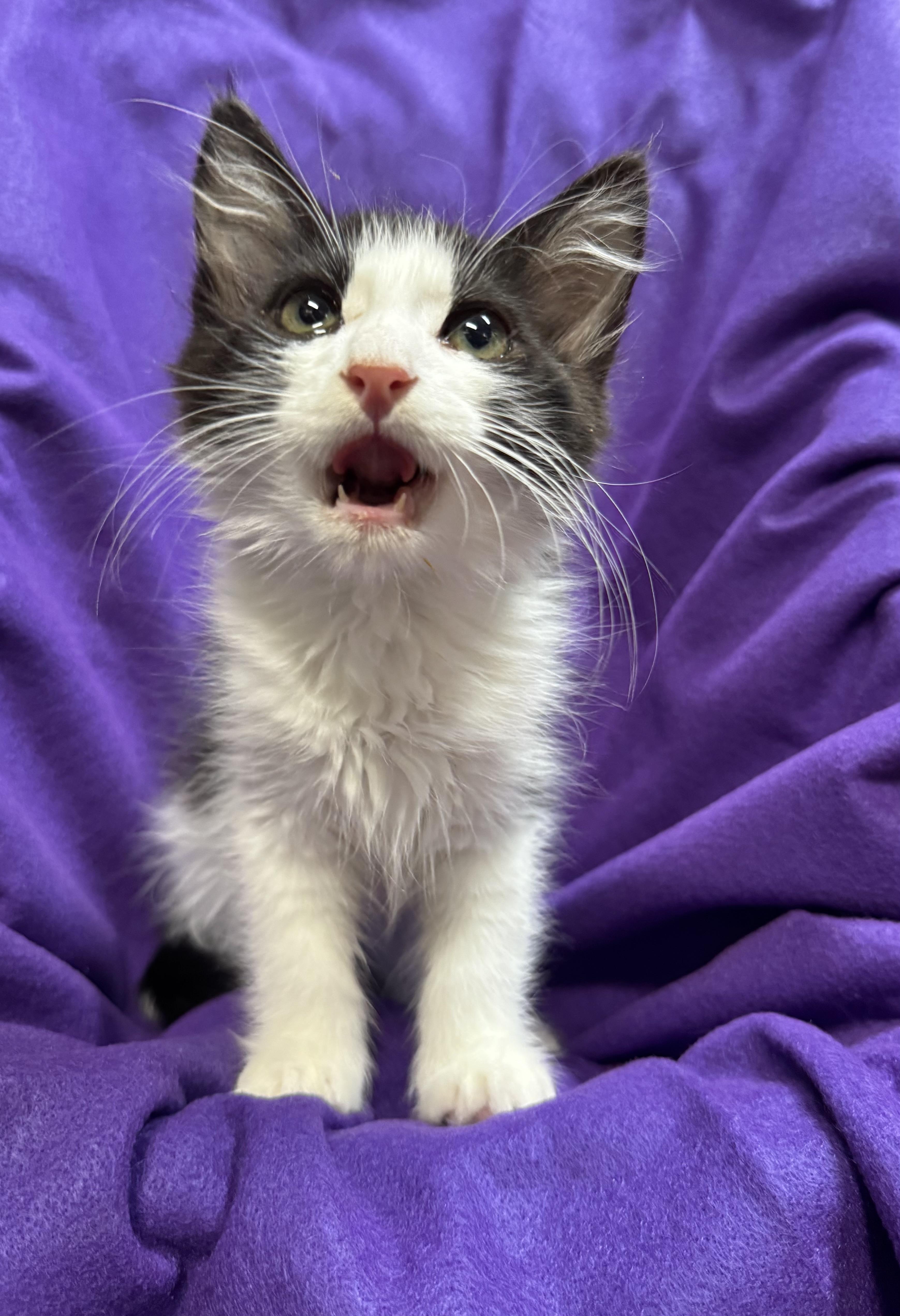 Bandit, Adoptable, Kitten Male Domestic Long Hair.