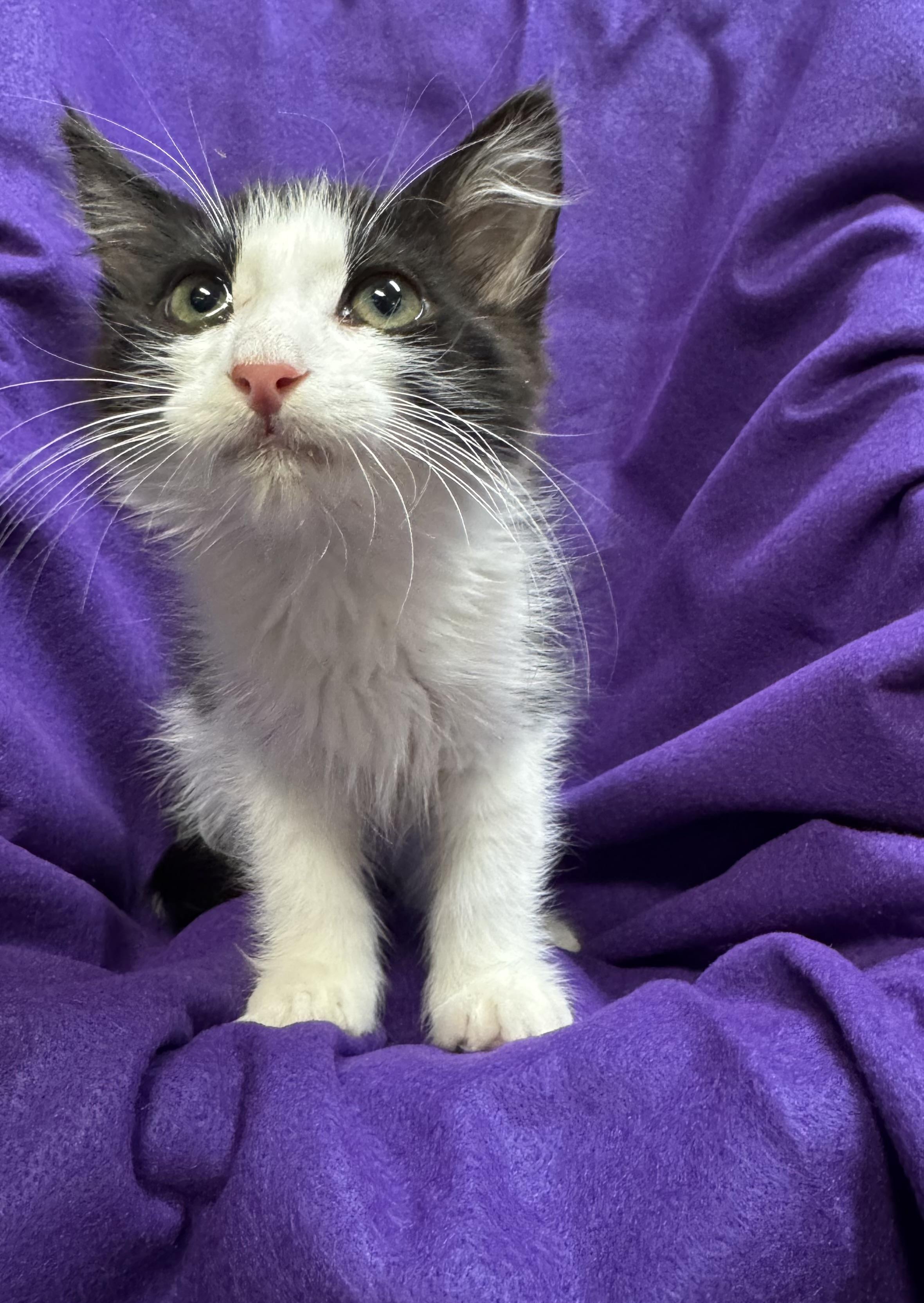 Bandit, a Adoptable Domestic Long Hair in Riverside, CA image 3/5