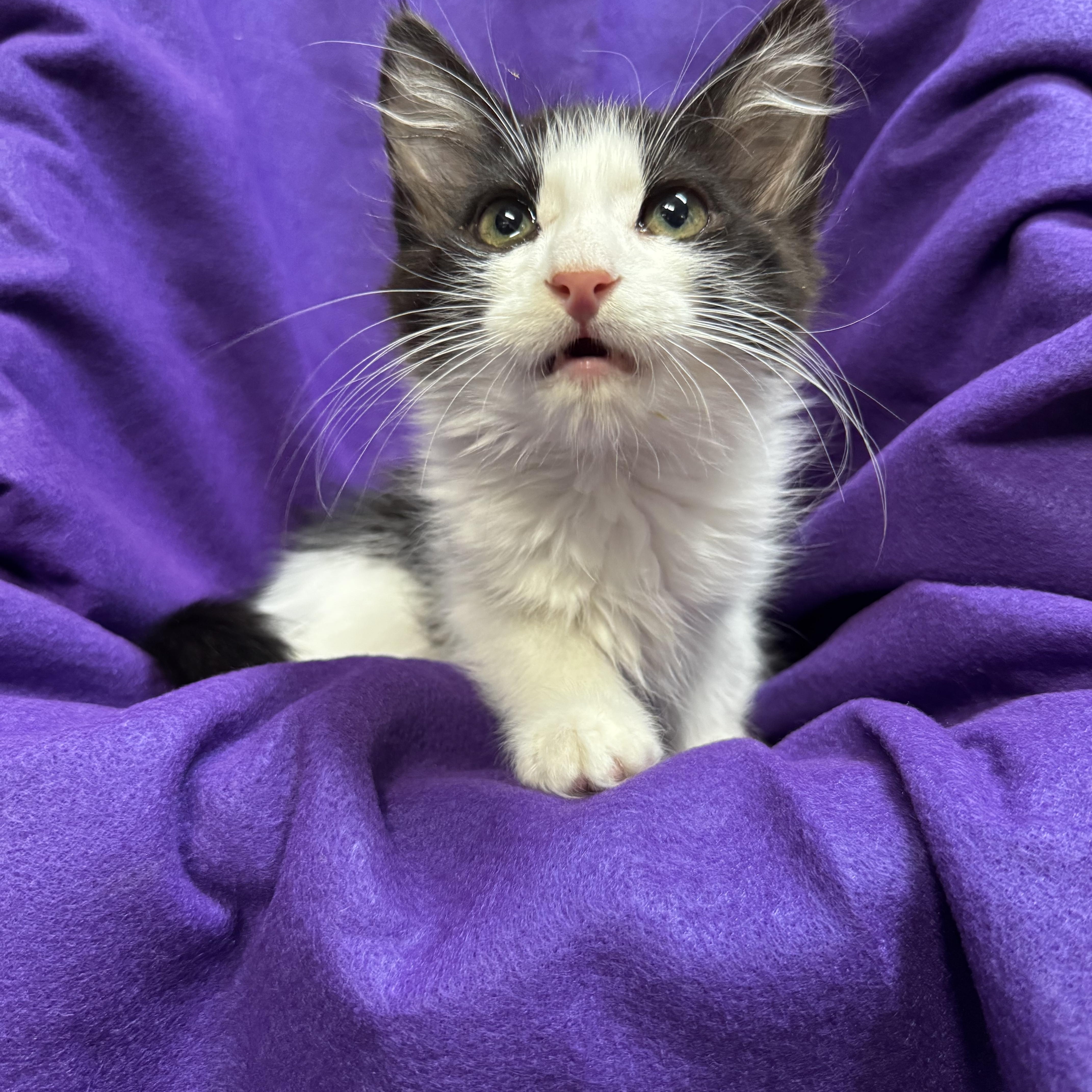 Bandit, a Adoptable Domestic Long Hair in Riverside, CA image 4/5