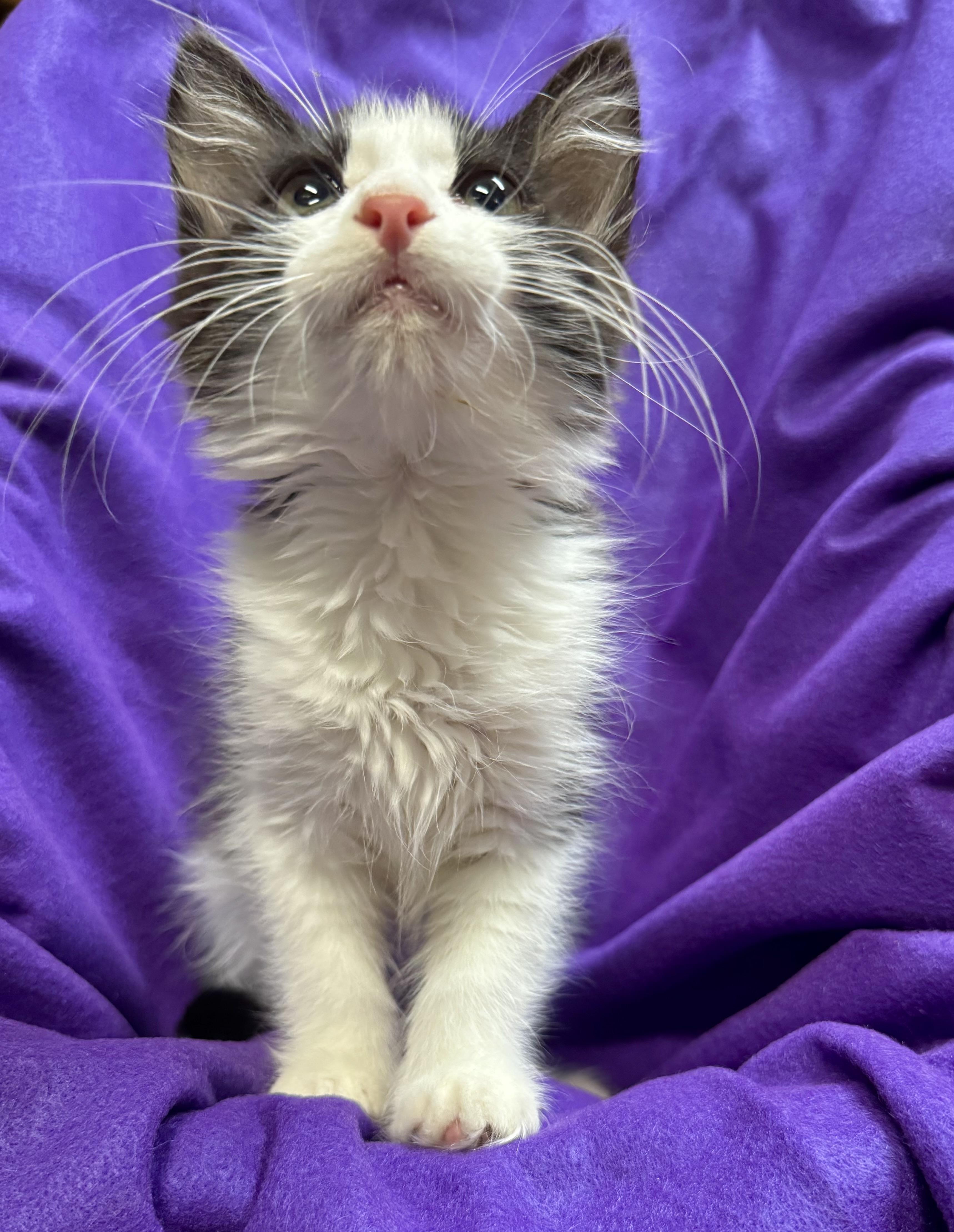 Bandit, a Adoptable Domestic Long Hair in Riverside, CA image 5/5