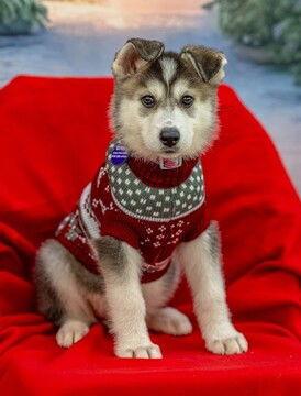 Blanca D7005, Adoptable, Puppy Female Husky & Shepherd.
