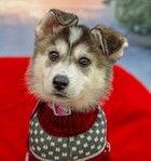 Enlarge Blanca D7005, a Adoptable mixed breed in Fremont, CA image 2/2