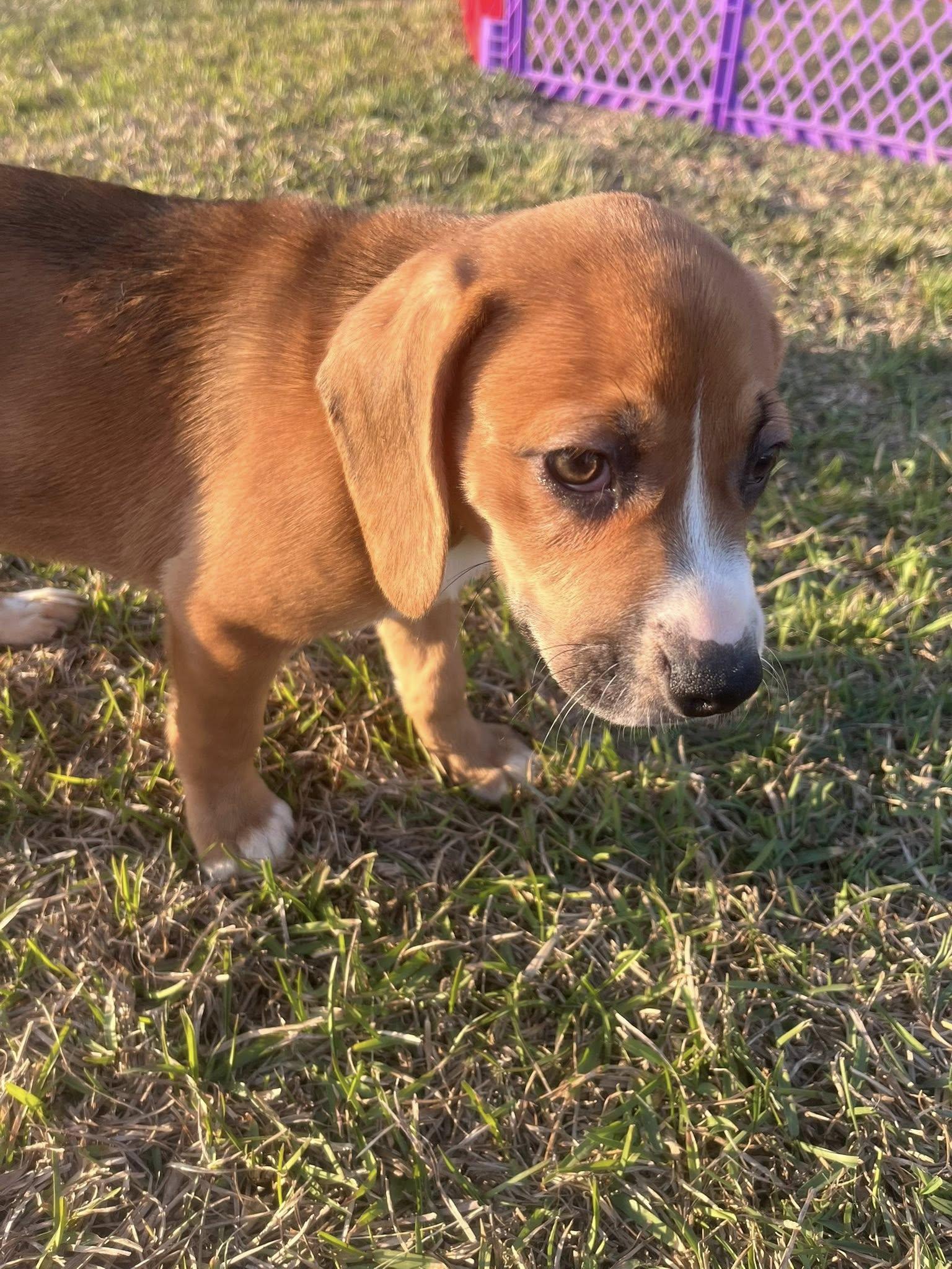 Enlarge Lainey, an adopted mixed breed in Wilmington, NC image 2/3