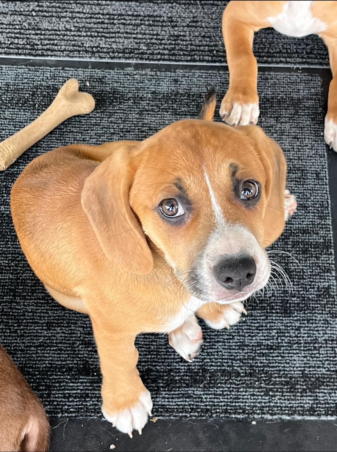 Enlarge Lainey, an adopted mixed breed in Wilmington, NC image 1/3