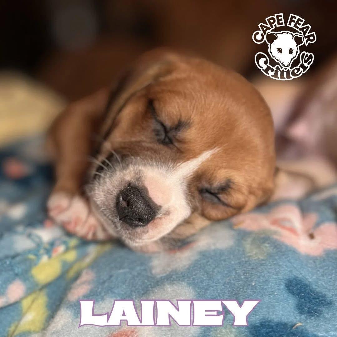 Enlarge Lainey, an adopted mixed breed in Wilmington, NC image 3/3